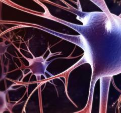 neurogenesi